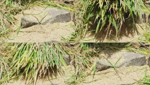 亚洲农民收割水稻高清在线视频素材下载