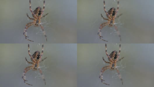 蛛网上的小蜘蛛高清在线视频素材下载