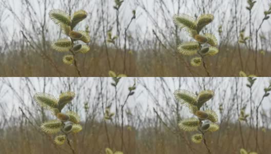 枝头开花的柳树模糊了枝头的背景。高清在线视频素材下载