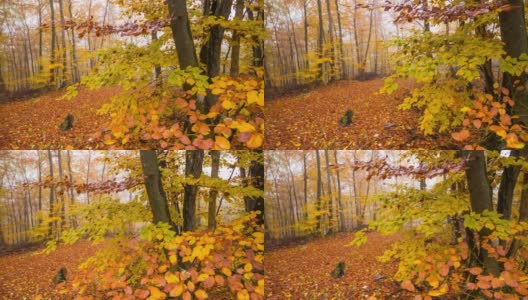 秋天森林跟踪拍摄高清在线视频素材下载
