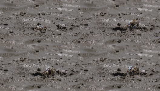 退潮时沙滩上的士兵蟹。高清在线视频素材下载