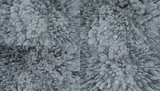 在冬天飞过常规和常青树的顶部。混交林里的植物被冰雪覆盖。空中拍摄，超高清高清在线视频素材下载