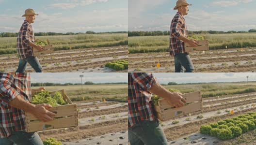 SLO MO Farmer带着装满生菜的板条箱穿过田野高清在线视频素材下载