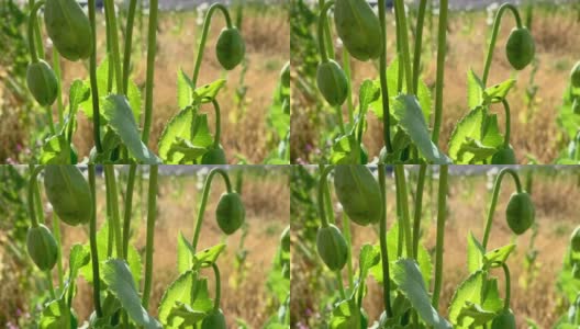 田野里的罂粟花高清在线视频素材下载