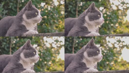 10 .矮墙上可爱的猫画像高清在线视频素材下载