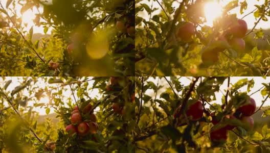 成熟的有机红苹果没有喷洒农药的视频剪辑高清在线视频素材下载