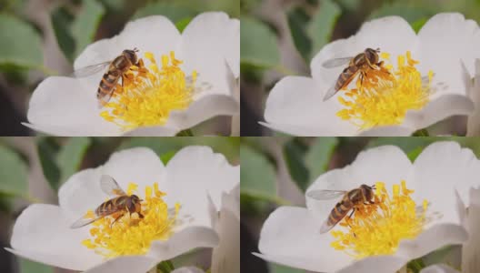 食蚜蝇、花蝇或食蚜蝇，昆虫科食蚜蝇。它们伪装成危险的昆虫黄蜂和蜜蜂。许多种类的成虫主要以花蜜和花粉为食。高清在线视频素材下载