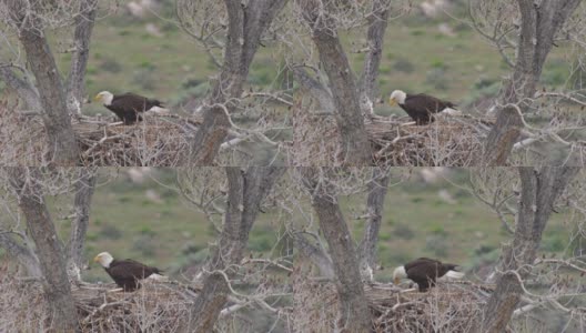 成年白头鹰在巢中喂养雏鹰高清在线视频素材下载