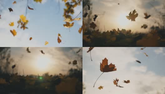 镜头跟着秋叶飘落在森林里的地面上。近距离的明亮的树叶落在天空的背景。夕阳的光芒穿过枯叶。五彩缤纷的秋季。慢动作高清在线视频素材下载