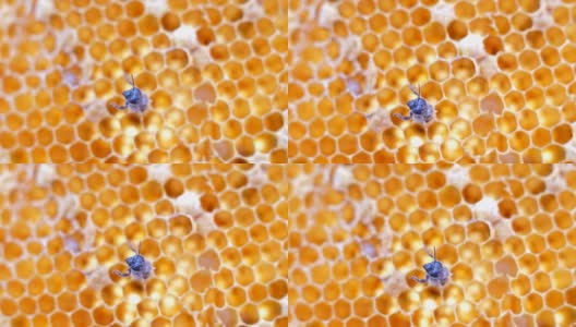 蜜蜂在honeycells高清在线视频素材下载