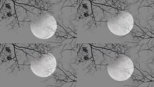 满月的夜晚。树木的剪影。高清在线视频素材下载
