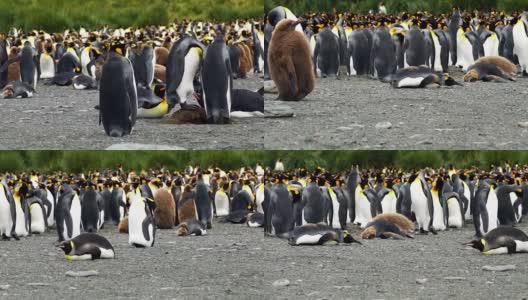 王企鹅高清在线视频素材下载