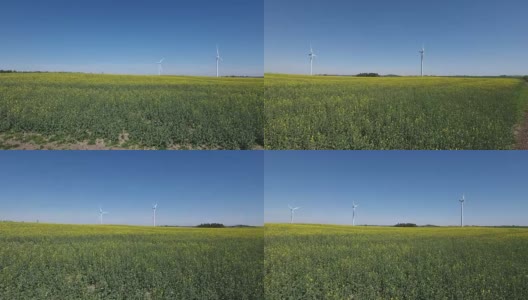 风力涡轮机和油菜籽田。高清在线视频素材下载