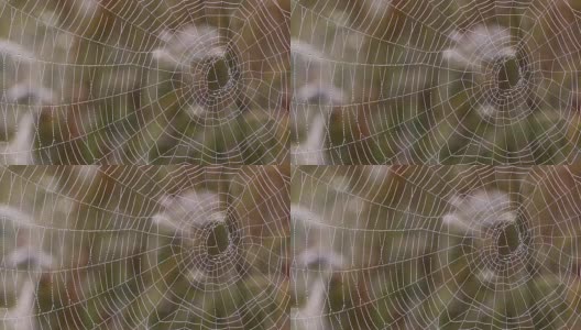 清晨的蜘蛛网上有露珠高清在线视频素材下载