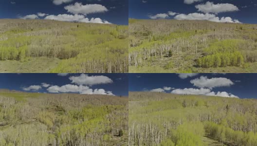 无人机飞越犹他州博尔德山的白杨森林高清在线视频素材下载