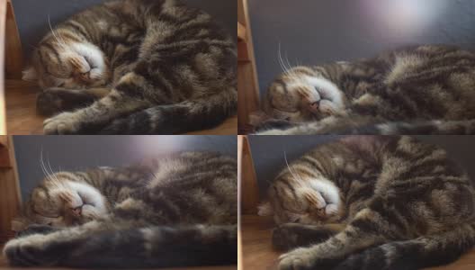 两张倾斜拍摄的睡猫有一个好梦高清在线视频素材下载