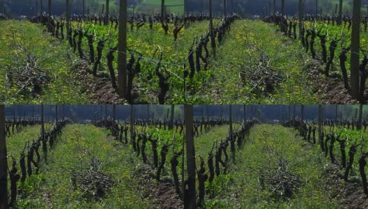 葡萄叶在春天葡萄园西南的法国，波尔多葡萄高清在线视频素材下载