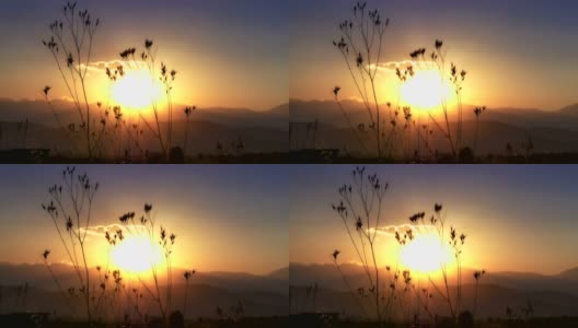 暖暖的夕阳和草木4k高清在线视频素材下载