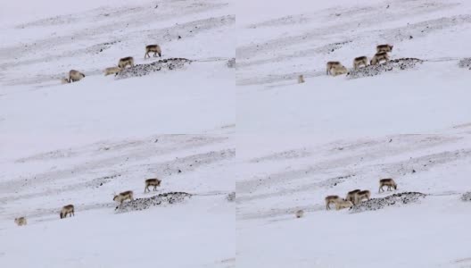 在俄罗斯废弃的北极定居点放牧的北极驯鹿。高清在线视频素材下载