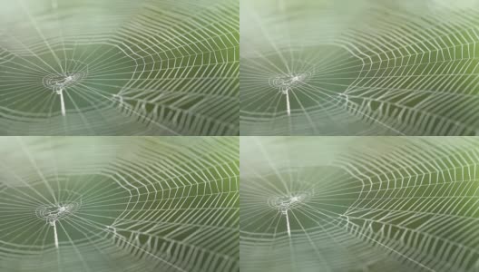 树上的蜘蛛网高清在线视频素材下载