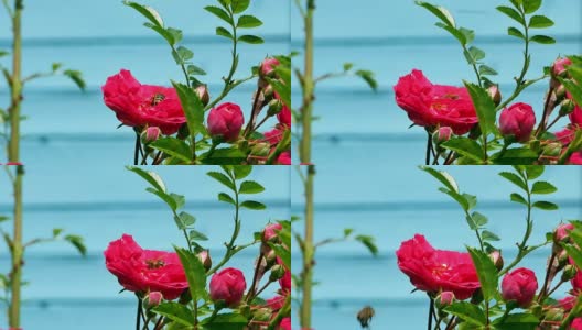 玫瑰丛里的蜜蜂有4千只高清在线视频素材下载