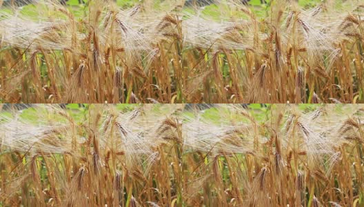美丽的成熟小麦小穗迎风飘扬高清在线视频素材下载