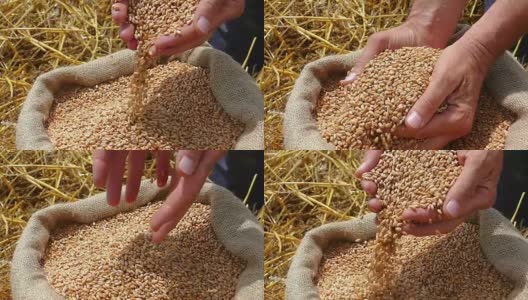 小麦是成功农民的粮食高清在线视频素材下载