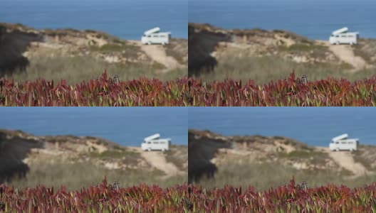 在悬崖上露营车前面的植物高清在线视频素材下载