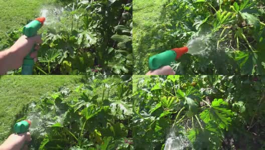 园丁手持水龙带喷雾器工具浇灌西葫芦蔬菜植株。FullHD高清在线视频素材下载