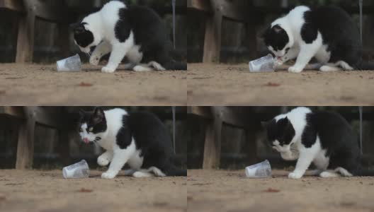 用爪子从塑料杯里偷牛奶的猫高清在线视频素材下载
