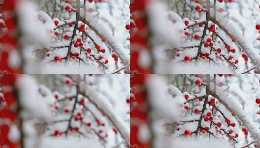 一种野生灌木，结满了雪的红色浆果。美丽的圣诞背景高清在线视频素材下载