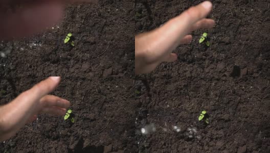 播种，育苗，在绿色背景上用手给幼苗浇水，播种。高清在线视频素材下载