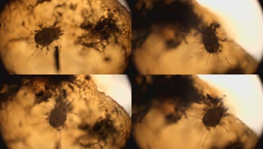微生物在苹果的霉菌上移动。在显微镜下观察。高清在线视频素材下载