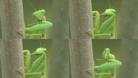 螳螂的头高清在线视频素材下载