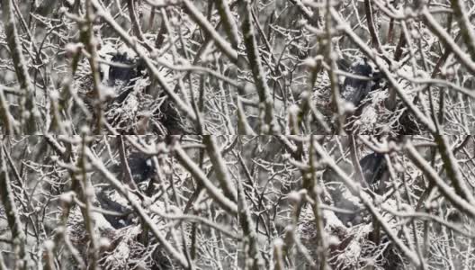 两只乌鸦在大雪纷飞的冬天筑巢高清在线视频素材下载