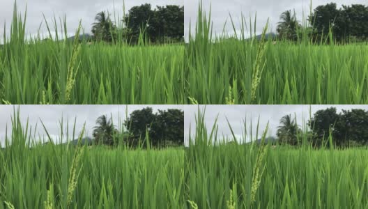 近的稻穗随风摇摆在稻田里。稻田谷物概念。绿色稻田的特写。绿色的稻田。泰国东北部农民在种植茉莉花水稻。高清在线视频素材下载