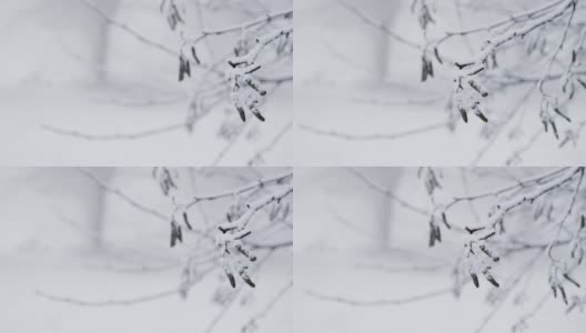 极端近距离拍摄的树枝在雪林高清在线视频素材下载