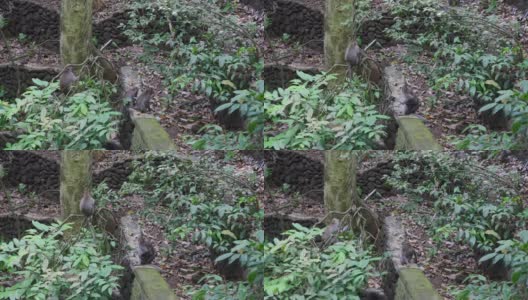 印度尼西亚热带森林中的猴子科。高清在线视频素材下载