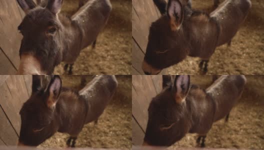 可爱和可爱的驴在畜棚在动物救援中心高清在线视频素材下载