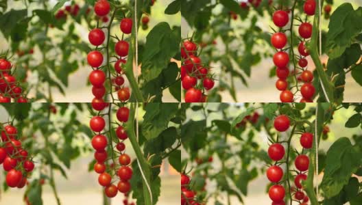 种植西红柿，藤成熟的西红柿，红色的西红柿生长在花园里的公园。高清在线视频素材下载