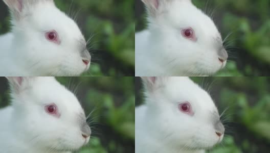 小白兔在绿草里，小白兔在吃草高清在线视频素材下载