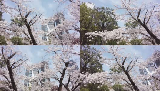 樱花盛开在东京港区野坂的街道上。高清在线视频素材下载