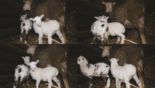 两只可爱的小羊羔和一只绵羊在马厩里玩耍，4k高清在线视频素材下载