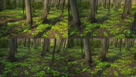 春天的木材景观与白花银莲花-平底拍摄在RAW高清在线视频素材下载
