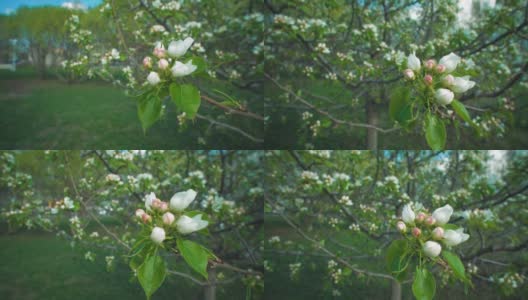 开花苹果树树枝上的白芽高清在线视频素材下载