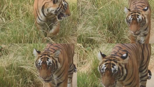在印度拉贾斯坦邦的ranthambore国家公园或老虎保护区，野生皇家孟加拉虎怒容迎面走来的特写镜头高清在线视频素材下载