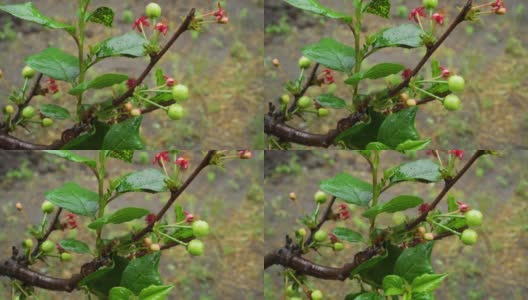 雨中长在树上的樱桃。在花园里收获。高清在线视频素材下载