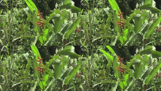 Heliconia大红色和黄色的热带野生的美国自然素材素材4k UHD 50 FPS高清在线视频素材下载