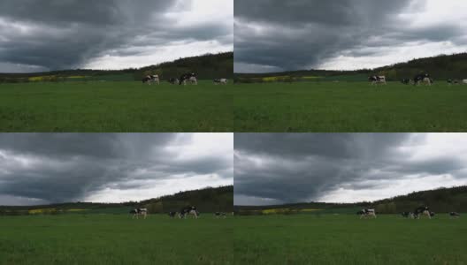 春天草地上的荷尔斯泰因奶牛高清在线视频素材下载