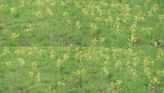 花菜花的平凡高清在线视频素材下载